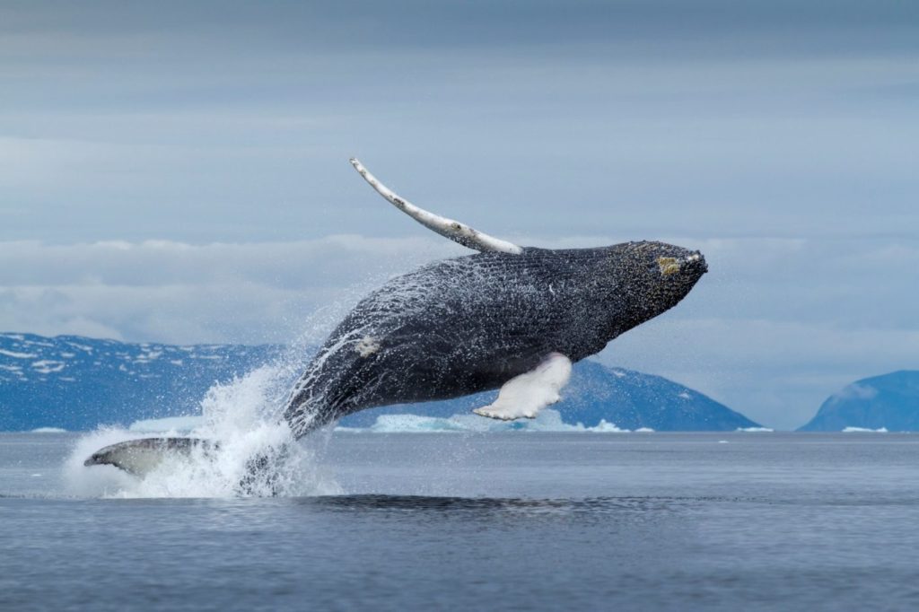 Offbeat sightseeing of whales in Greenland